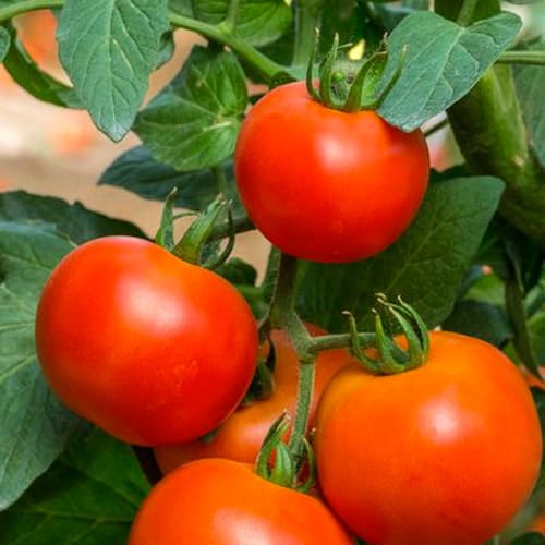 paradajka - blogový článok